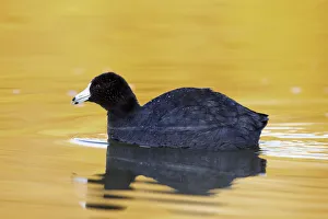 American Coot (Fulica americana) adult at dawn, Arizona, USA American Coot (Fulica americana) adult at dawn, Arizona, USA