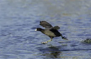 Coots Prints: American Coot (Fulica americana) running to take flight, Arizona, USA