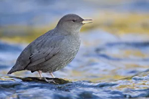 American Dipper (Cinclus mexicanus) singing, British Columbia, Canada American Dipper (Cinclus mexicanus) singing, British Columbia, Canada