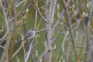 American Dusky Flycatcher (Empidonax oberholseri), British Columbia, Canada American Dusky Flycatcher (Empidonax oberholseri), British Columbia, Canada