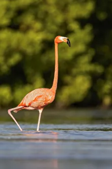 December Prints: American Flamingo (Phoenicopterus ruber) feeding in a lagoon, Cuba