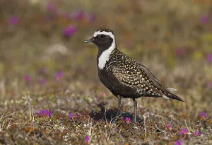 American Golden Plover (Pluvialis dominica) male, Manitoba, Canada American Golden Plover (Pluvialis dominica) male, Manitoba, Canada