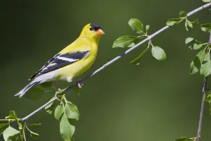 American Goldfinch (Spinus tristis) male, Ontario, Canada