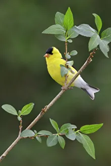 American Goldfinch (Spinus tristis) male, Ontario, Canada