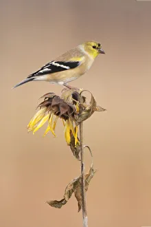 Passerine Prints: American Goldfinch (Spinus tristis), Ohio, USA