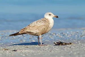 Laridae Prints: American Herring Gull (Larus smithsonianus), Florida, USA