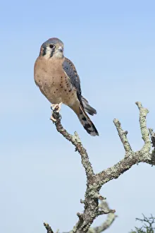 December Prints: American Kestrel (Falco sparverius), Texas, USA