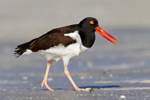 American Oystercatcher (Haematopus palliatus), Florida, USA
