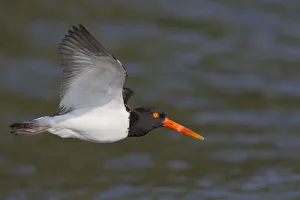 American Oystercatcher (Haematopus palliatus) flying, Florida, USA