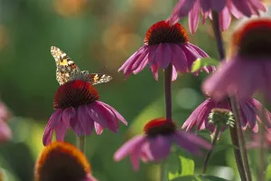 Insect Prints: American Painted Lady (Cynthia virginiensis) butterfly on Coneflower (Echinacea sp)