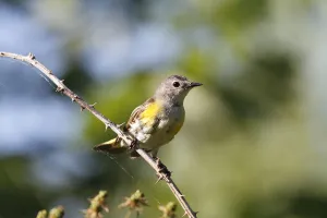 American Redstart (Setophaga ruticilla) sub-adult male, Canada American Redstart (Setophaga ruticilla) sub-adult male, Canada