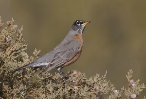 New Mexico Prints: American Robin (Turdus migratorius), New Mexico, USA