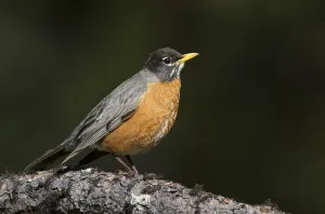 Passerine Prints: American Robin (Turdus migratorius), California, USA