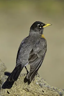 Passerine Prints: American Robin (Turdus migratorius) male, Oregon, USA