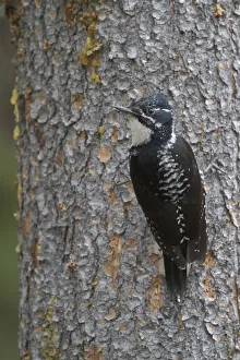 British Columbia Prints: American Three-toed Woodpecker (Picoides dorsalis) female, British Columbia, Canada