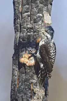 American Three-toed Woodpecker (Picoides dorsalis) female, Manitoba, Canada