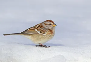 American Tree Sparrow (Spizelloides arborea), Ohio, USA