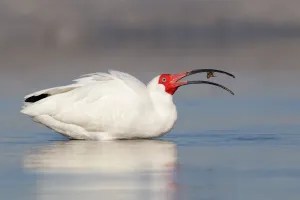 American White Ibis (Eudocimus albus), Florida, USA