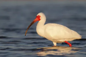 American White Ibis (Eudocimus albus), Florida, USA