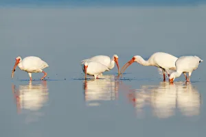 American White Ibis (Eudocimus albus), Florida, USA