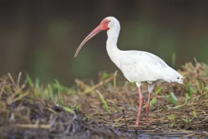 Threskiornithidae Prints: American White Ibis (Eudocimus albus), Costa Rica