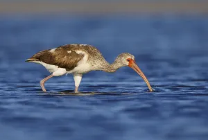 Threskiornithidae Prints: American White Ibis (Eudocimus albus) young foraging, Florida, USA