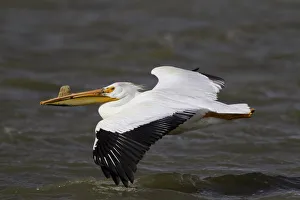 American White Pelican (Pelecanus erythrorhynchos) flying, California, USA