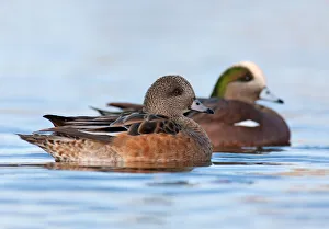 American Wigeon (Mareca americana), British Columbia, Canada
