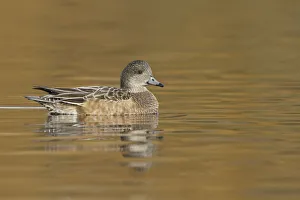 American Wigeon (Mareca americana) female, British Columbia, Canada American Wigeon (Mareca americana) female, British Columbia, Canada