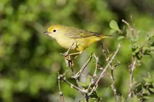 American Yellow Warbler (Setophaga aestiva) female, California, USA American Yellow Warbler (Setophaga aestiva) female, California, USA