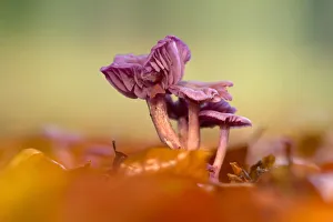 Macro Prints: Amethyst Deceiver (Laccaria amethystine) mushrooms at forest floor, Utrecht