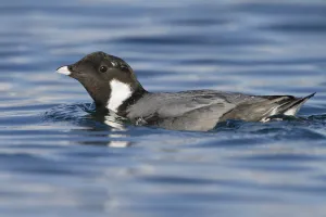 Ancient Murrelet (Synthliboramphus antiquus), British Columbia, Canada Ancient Murrelet (Synthliboramphus antiquus), British Columbia, Canada