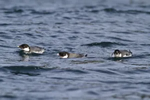Ancient Murrelet (Synthliboramphus antiquus), British Columbia, Canada
