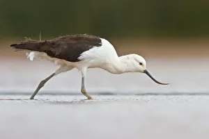Wader Prints: Andean Avocet (Recurvirostra andina) foraging, Bolivia