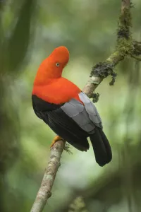 Andean Cock-of-the-rock (Rupicola peruvianus) male, Madre de Dios, Peru Andean Cock-of-the-rock (Rupicola peruvianus) male, Madre de Dios, Peru