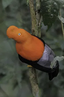 Andean Cock-of-the-rock (Rupicola peruvianus), Manu National Park, Peru
