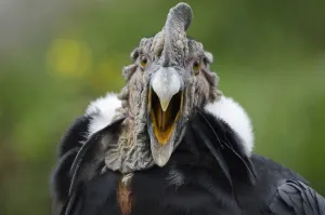 Scavenger Prints: Andean Condor (Vultur gryphus) captive, yawning, Imbabura, Ecuador