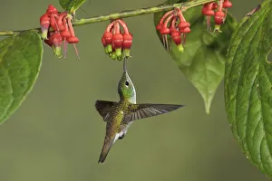 Hummingbirds Prints: Andean Emerald (Amazilia franciae), Ecuador