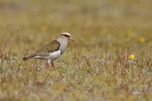 Shorebird Prints: Andean Lapwing (Vanellus resplendens), Ecuador