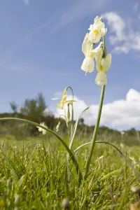 Angels Tears (Narcissus triandrus) in flower on field, Galicia, Spain Angels Tears (Narcissus triandrus) in flower on field, Galicia, Spain
