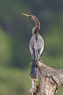 Central America Prints: Anhinga (Anhinga anhinga), Costa Rica