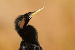 Snakebird Prints: Anhinga (Anhinga anhinga), Florida, USA