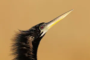 Anhinga (Anhinga anhinga), Florida, USA