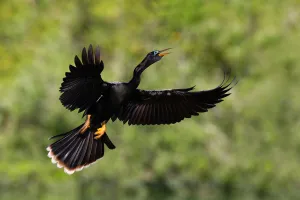 Anhinga (Anhinga anhinga), Florida, USA
