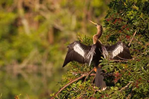 Anhinga (Anhinga anhinga), Florida, USA
