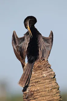 Anhinga (Anhinga anhinga), Florida, USA