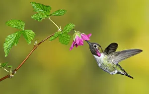 Annas Hummingbird (Calypte anna), British Columbia, Canada