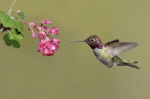 Annas Hummingbird (Calypte anna), British Columbia, Canada