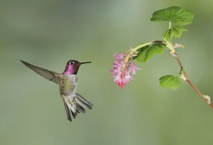 Annas Hummingbird (Calypte anna), British Columbia, Canada