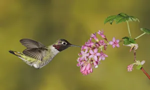 Annas Hummingbird (Calypte anna), British Columbia, Canada